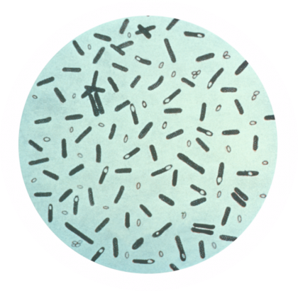 Clostridium botulinum và ngộ độc thịt.